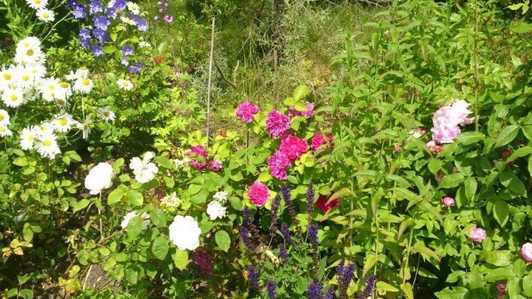 Blumen Dorf Mecklenburg Einfamilienhaus Ein Zuhause zum Ankommen, Wohlf�hlen und Bleiben