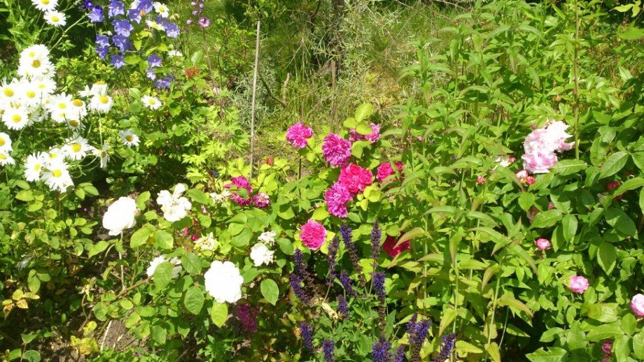 Blumen Einfamilienhaus Dorf Mecklenburg